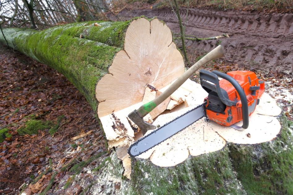 fadöntés Szigethalom, fadontes szigethalom