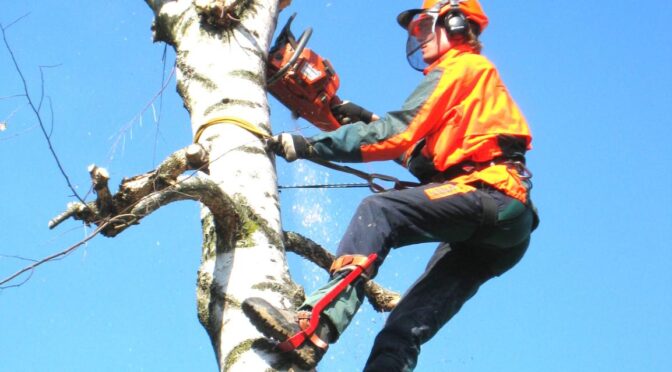 fakivágás alpintechnikával Szigethalom, fakivagas alpintechnikaval szigethalom
