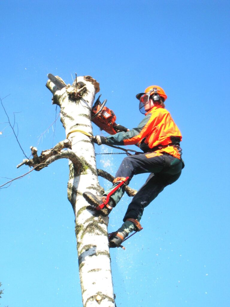 fakivágás alpintechnikával Szigethalom, fakivagas alpintechnikaval szigethalom